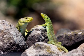 Photo : Lézards ocelés